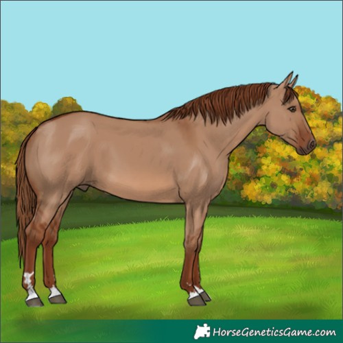 Horse Color:Red Dun 