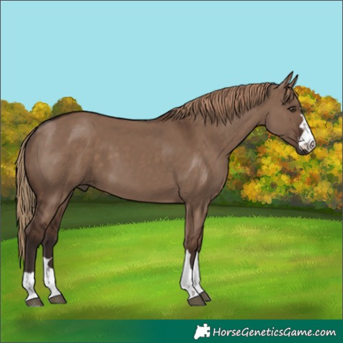 Horse Color:Liver Red Dun Rabicano 