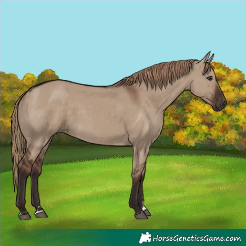 Horse Color:Liver Red Dun 
