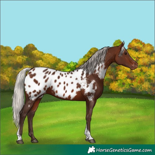 Horse Color:Silver Brown Tobiano Appaloosa 