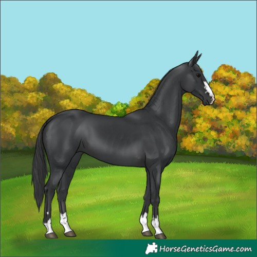 Horse Color:Black 