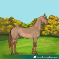 Horse Color:Red Dun 
