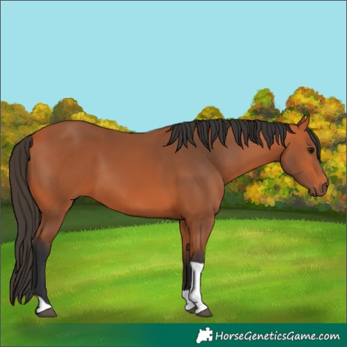 Horse Color:Bay Tobiano Rabicano 