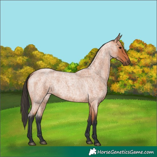 Horse Color:Bay Roan 