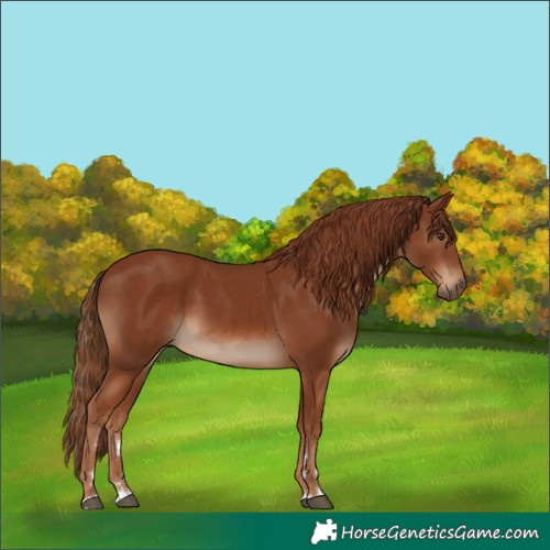 Horse Color:Chestnut Rabicano 