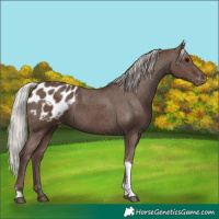 Horse Color:Silver Black Tobiano Appaloosa