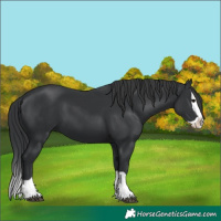 Horse Color:Black Splash 