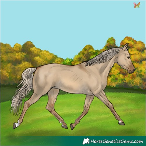 Horse Color:Chocolate Palomino Dun 