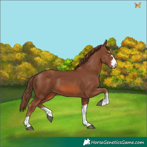 Horse Color:Chestnut 