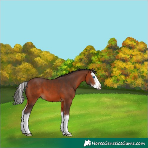 Horse Color:Bay Sabino Splash 