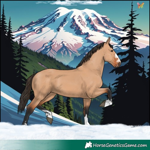 Horse Color:Bay Dun 