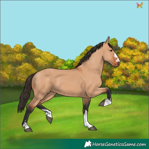 Horse Color:Bay Dun