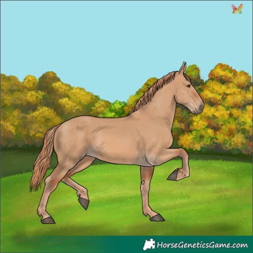 Horse Color:Red Dun