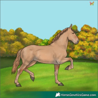 Horse Color:Red Dun