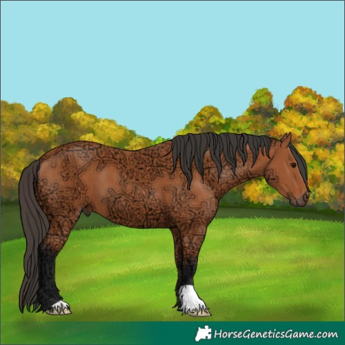 Horse Color:Bay Ice 