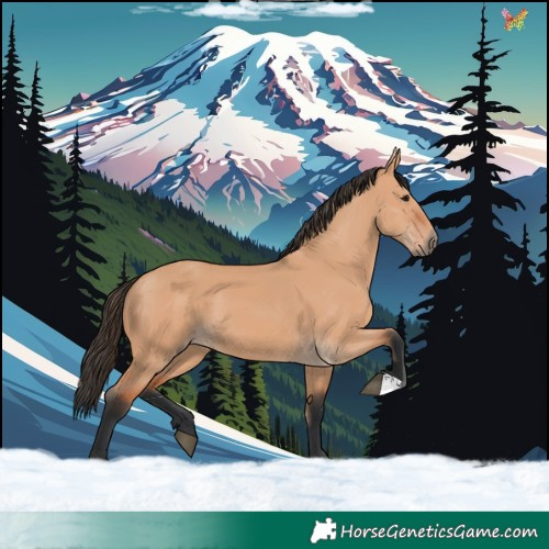 Horse Color:Bay Dun
