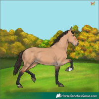 Horse Color:Bay Dun