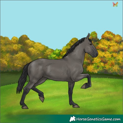Horse Color:Grullo