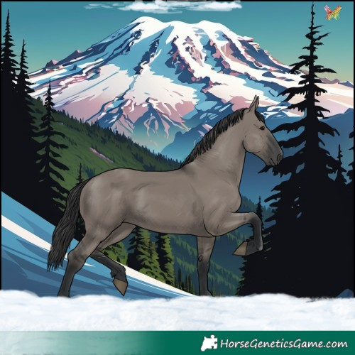 Horse Color:Grullo 