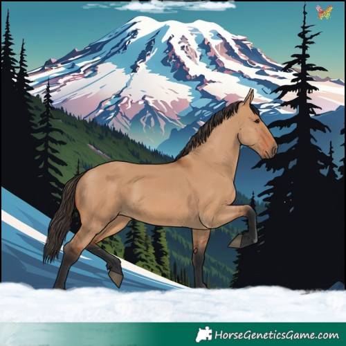 Horse Color:Bay Dun