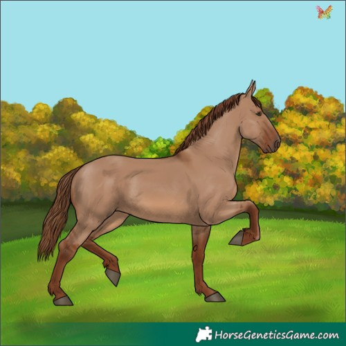 Horse Color:Red Dun 