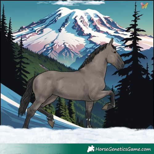 Horse Color:Grullo 