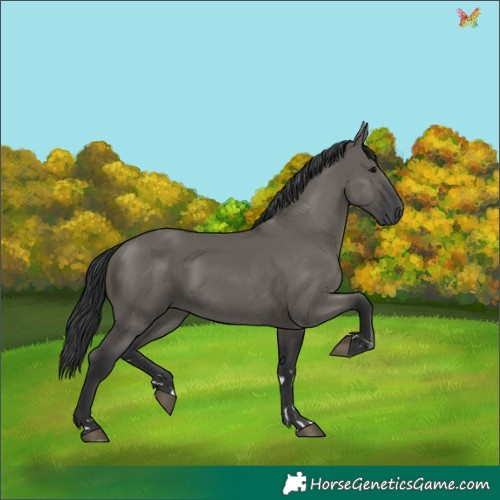 Horse Color:Grullo 