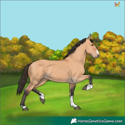 Horse Color:Bay Dun 