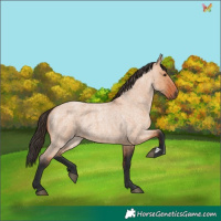 Horse Color:Bay Roan Dun 