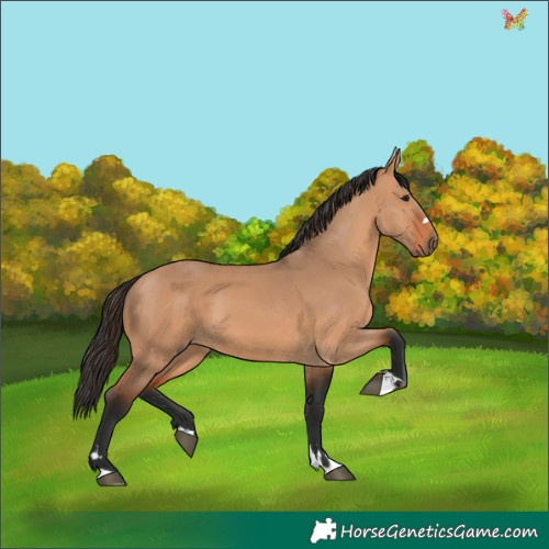 Horse Color:Bay Dun 