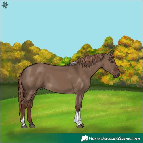Horse Color:Liver Red Dun Tobiano 