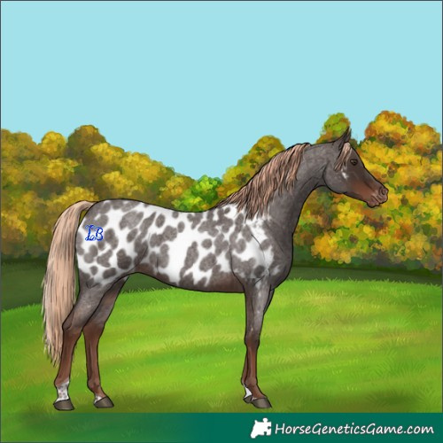 Horse Color:Liver Red Roan Tobiano Appaloosa Rabicano