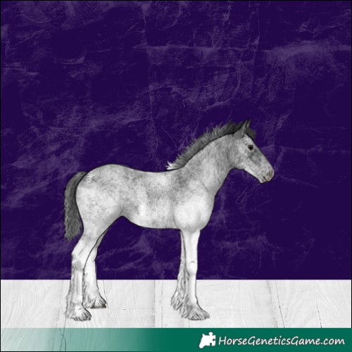 Horse Color:White Spotted Blue Roan 