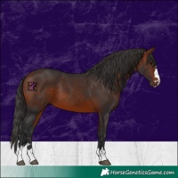 Horse Color:Bay 