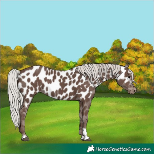 Horse Color:Silver Black Tobiano Appaloosa 