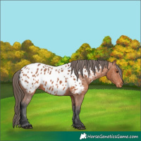 Horse Color:Bay Appaloosa