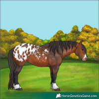 Horse Color:Bay Appaloosa 