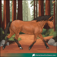 Horse Color:Bay 