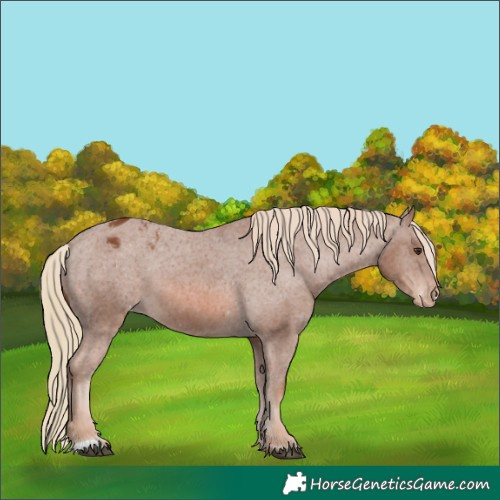 Horse Color:Chestnut Appaloosa 