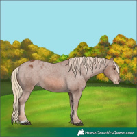 Horse Color:Chestnut Appaloosa 