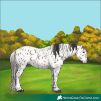 Horse Color:Bay Leopard 