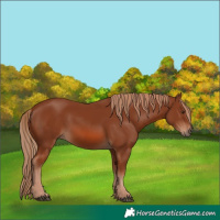 Horse Color:Chestnut 