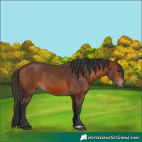 Horse Color:Brown Rabicano  and Bay Rabicano 