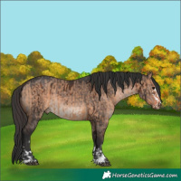 Horse Color:Bay Dun  and Brown Dun Mushroom Brindle 