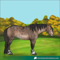 Horse Color:Bay Dun  and Brown Dun Mushroom Brindle 