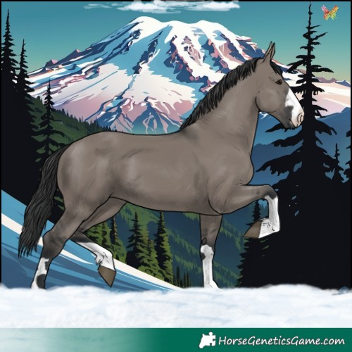 Horse Color:Grullo