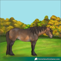 Horse Color:Buckskin 