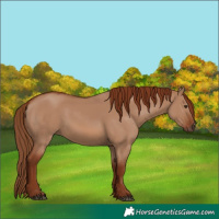 Horse Color:Red Dun