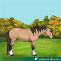 Horse Color:Bay Dun Splash 