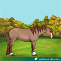 Horse Color:Red Dun